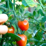 pomodori