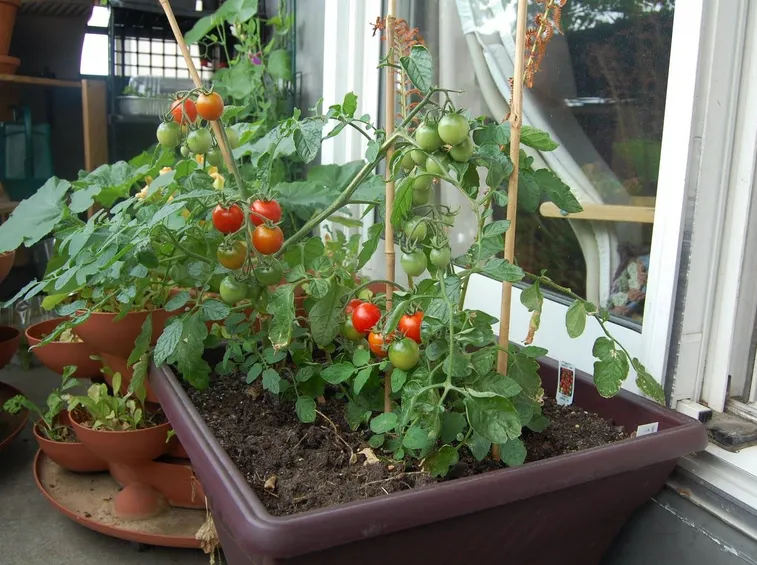 piccoli pomodori da terrazzo appena raccolti