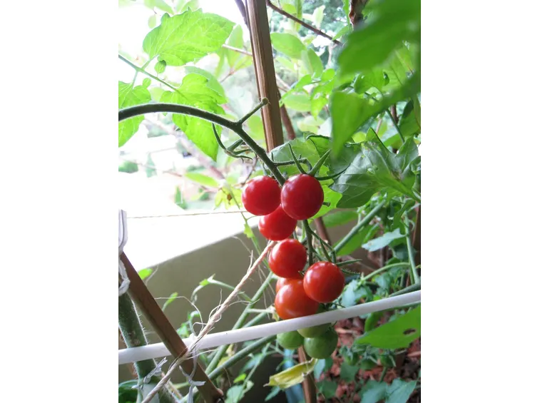 pianta di pomodoro da terrazzo