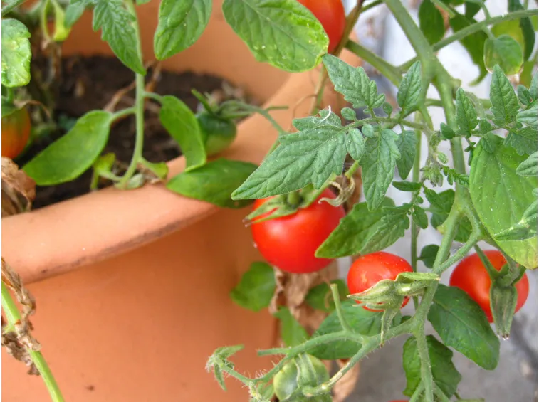 l'impiego dei pomodori in cucina