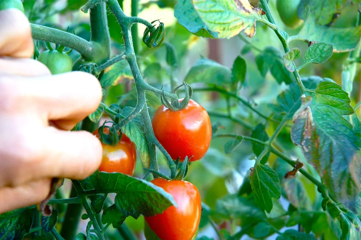 pomodori
