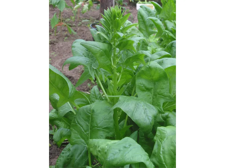 Come seminare: a file gli spinaci, a spaglio la valeriana
