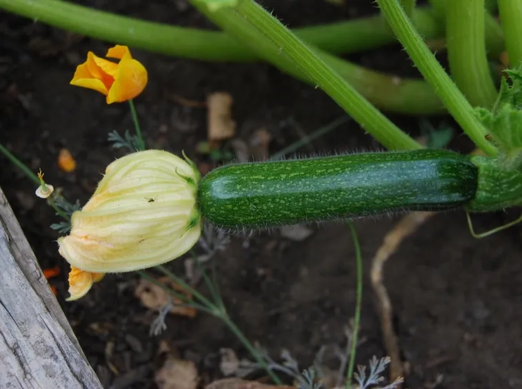 Varietà scura di zucchina
