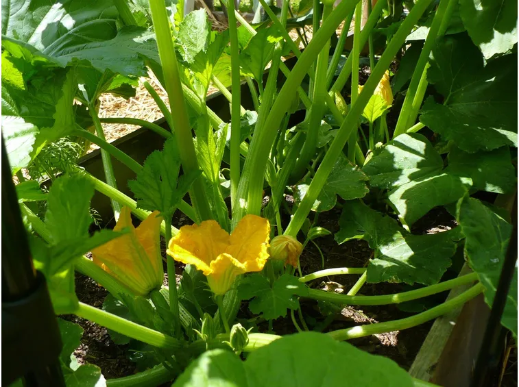 Zucchine sul balcone