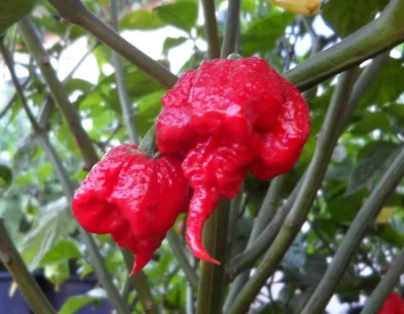 Peperoncino carolina repear