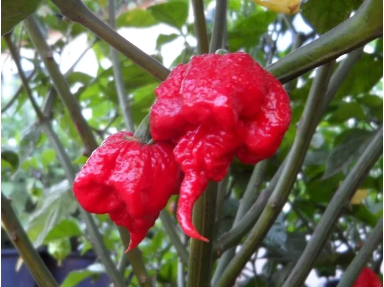 Peperoncino carolina repear