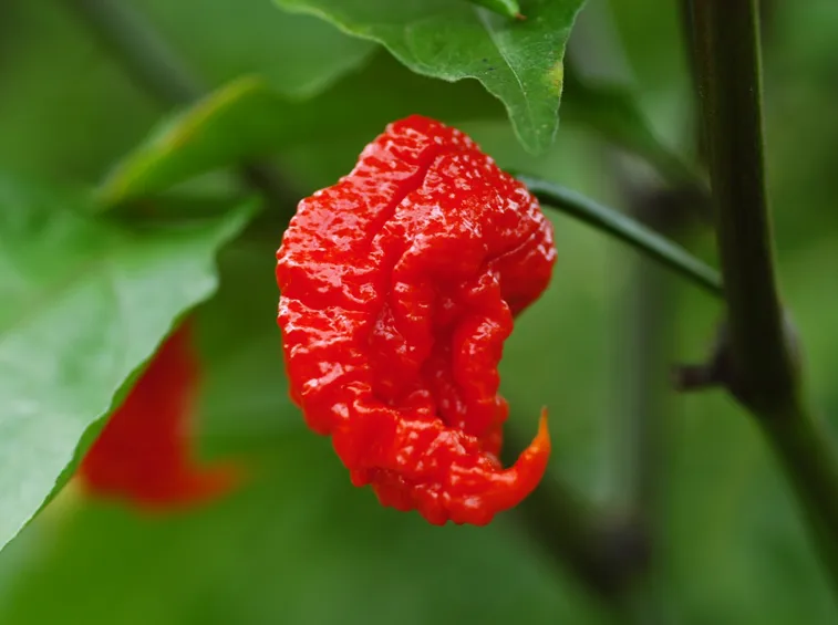 Peperoncino carolina repear
