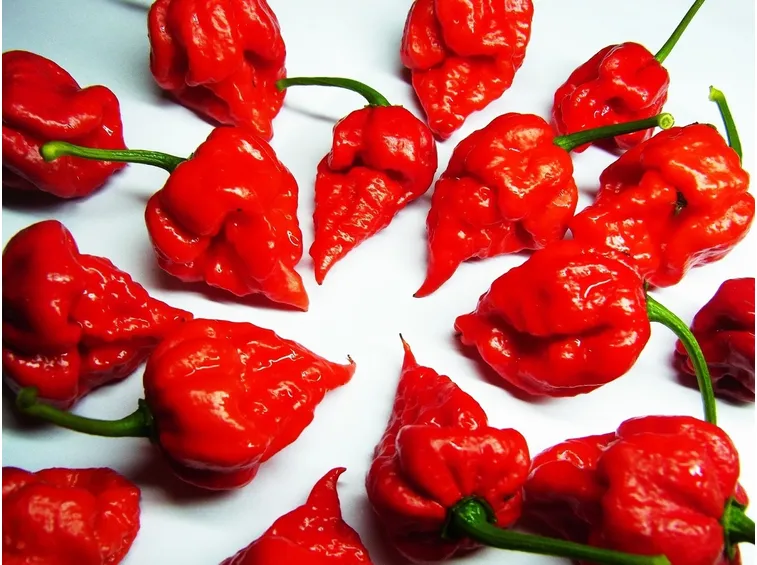 peperoncino carolina repear