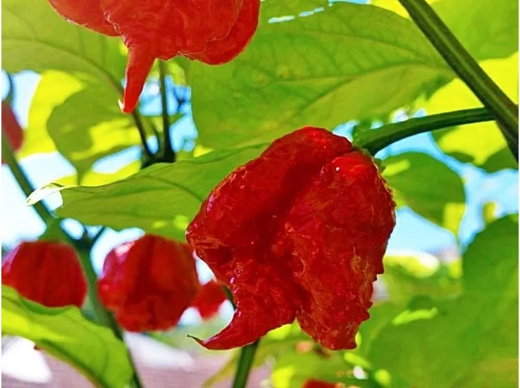 peperoncino carolina repear