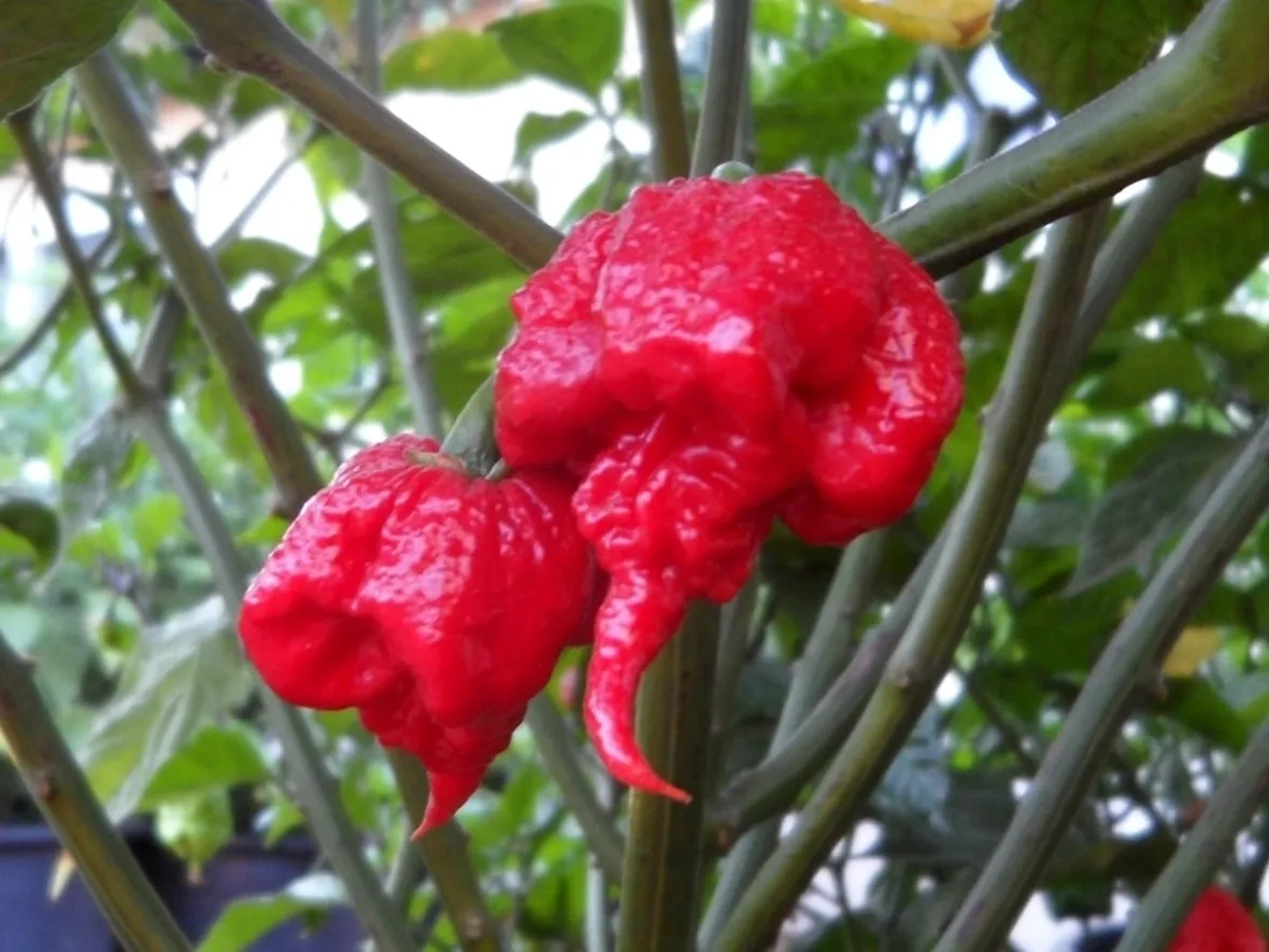 Peperoncino carolina repear