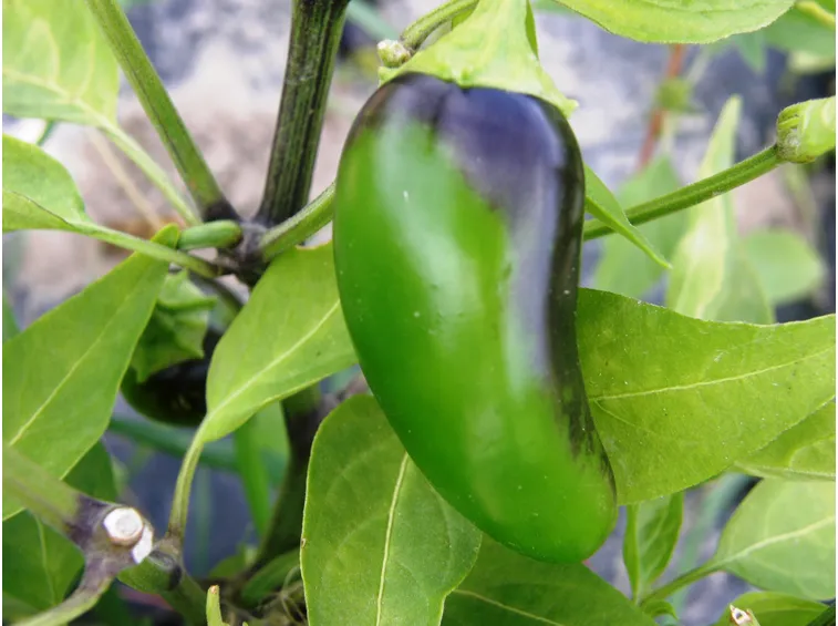Early Jalapeño