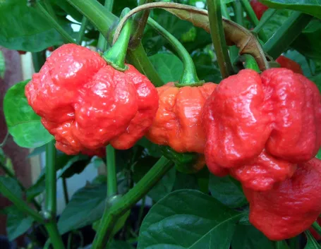 Trinidad Scorpion