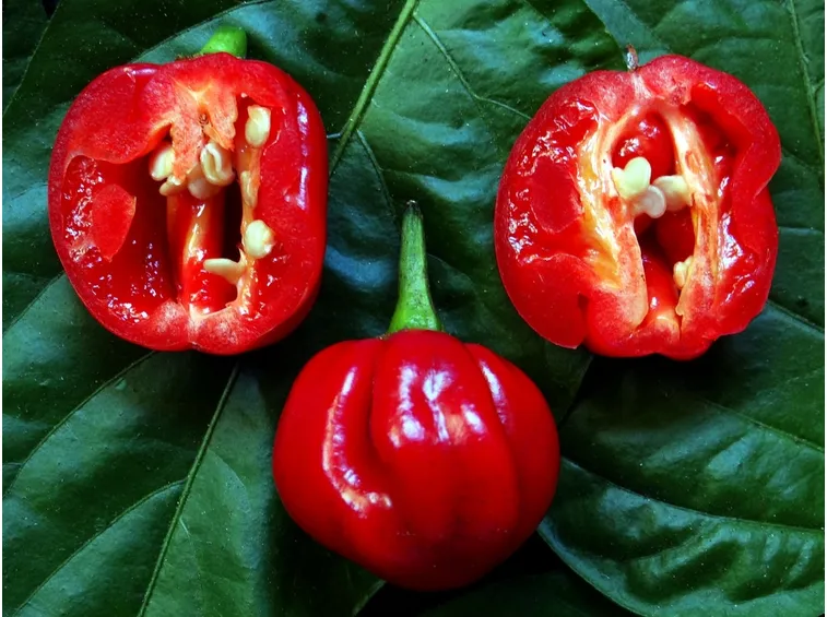 Trinidad Moruga Scorpion