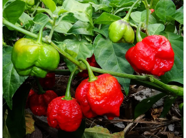 Il Trinidad Moruga Scorpion