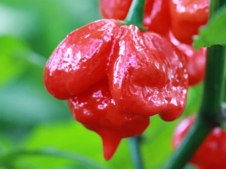 peperoncino trinidad scorpion