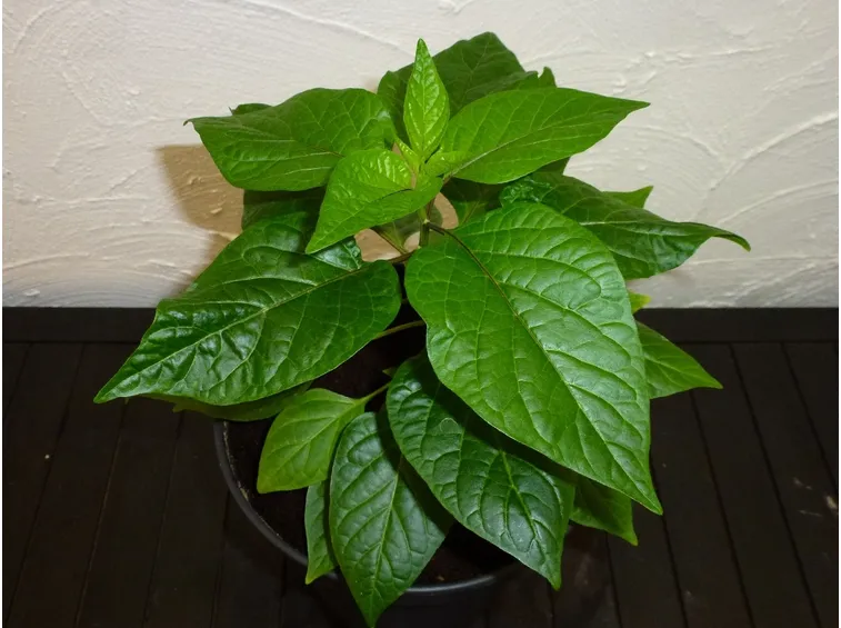 piante trinidad scorpion