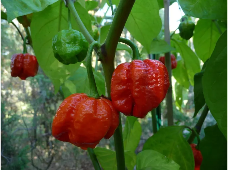 peperoncino trinadad scorpion