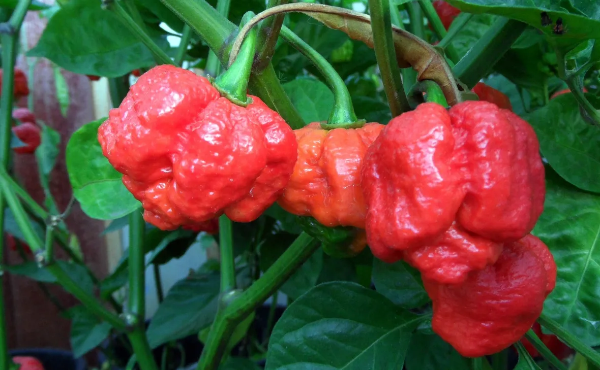 Trinidad Scorpion