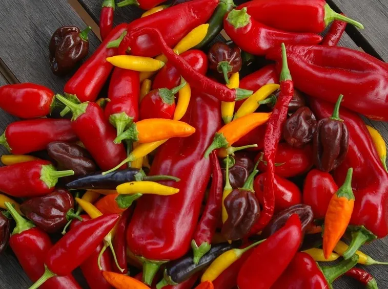 scala scoville