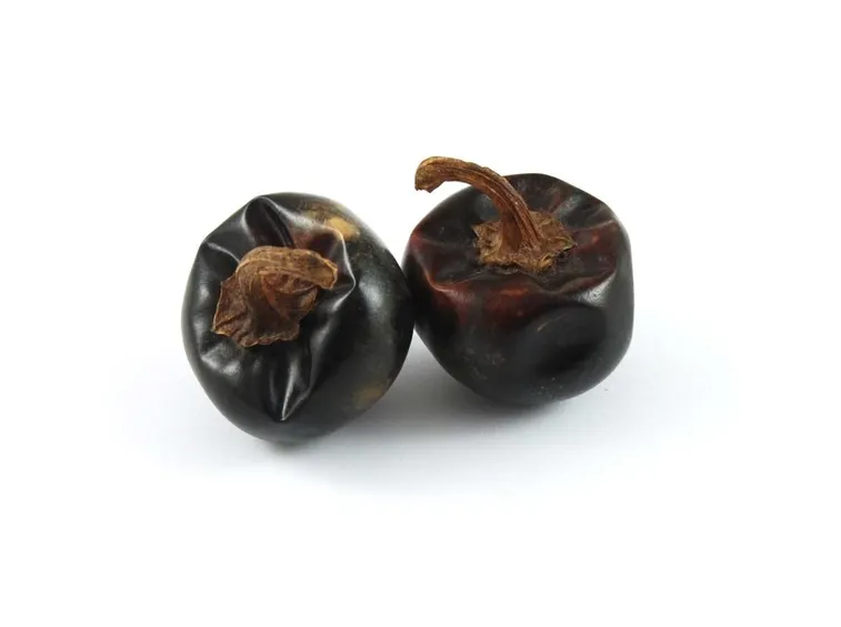 peperoncino cascabel