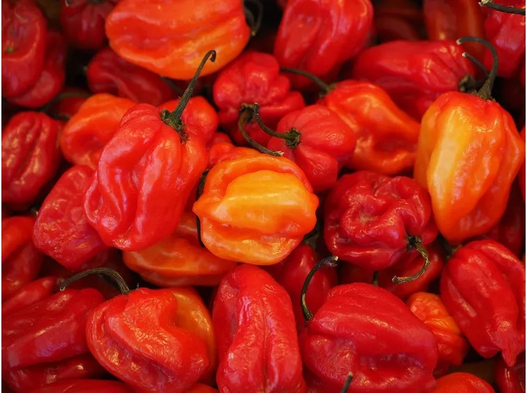 peperonci habanero