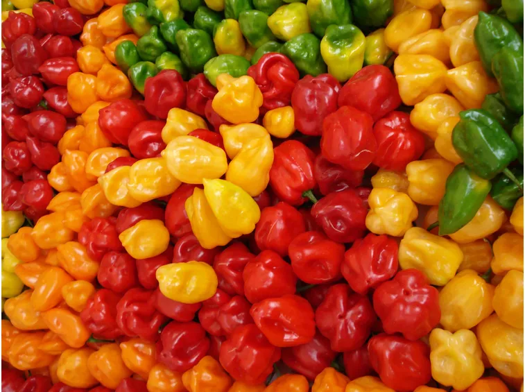 varietà habanero