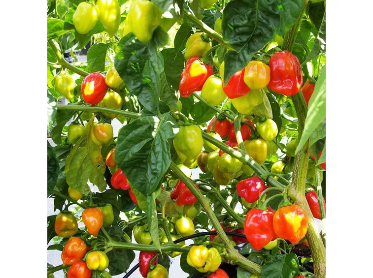habanero