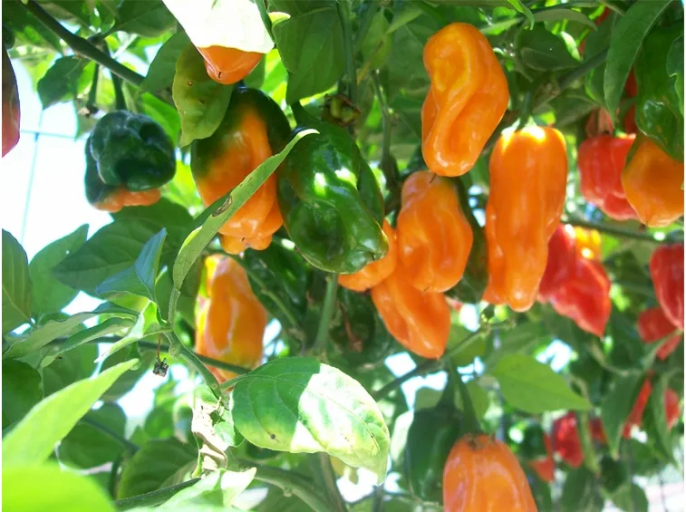 Habanero Orange 