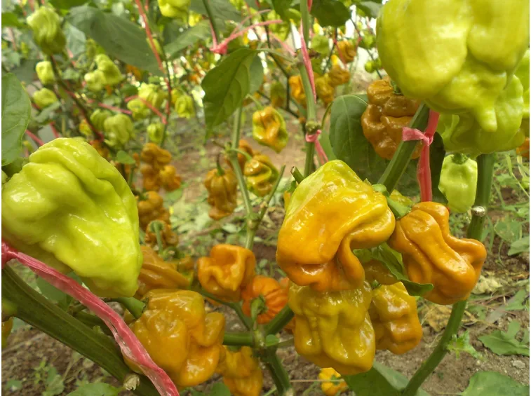 Habanero Mustard
