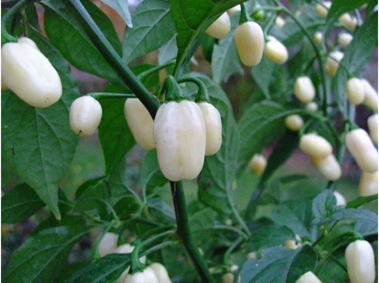 Habanero White
