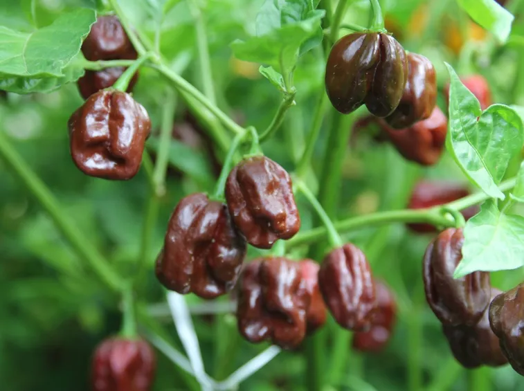 Habanero Chocolate