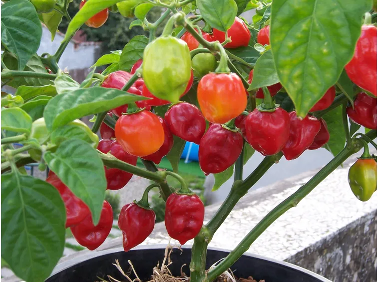 Red Savina