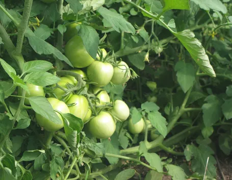 Pomodori ancora acerbi