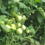 Pomodori ancora acerbi