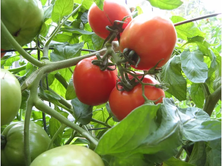 Pomodori in maturazione