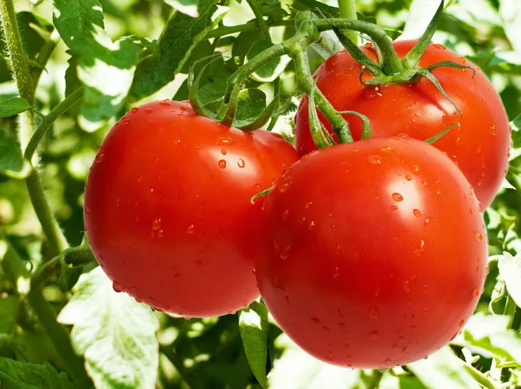 Pomodori maturi