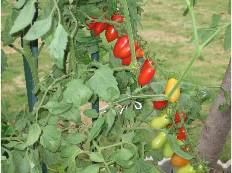 Legatura pomodori