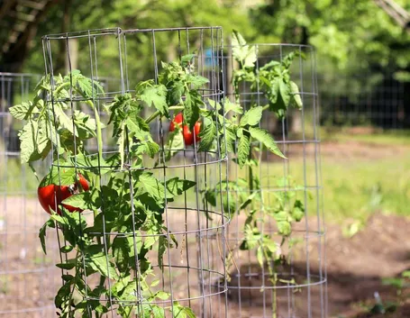 Pomodori in vaso