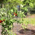Pomodori in vaso