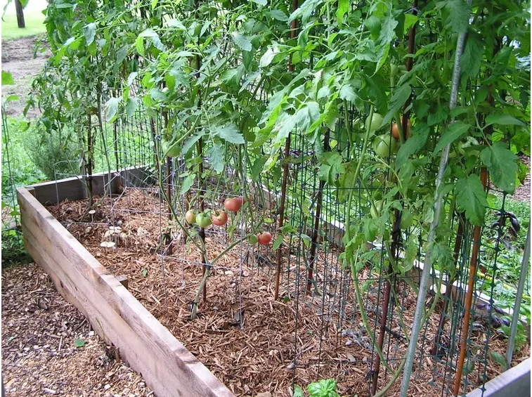 Aiuola di pomodori