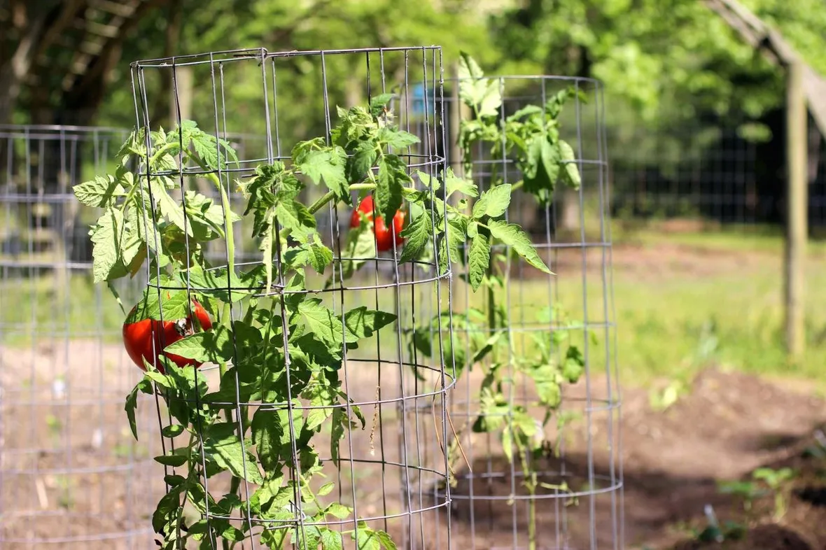Pomodori in vaso