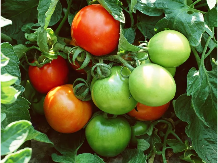 pomodoro datterino