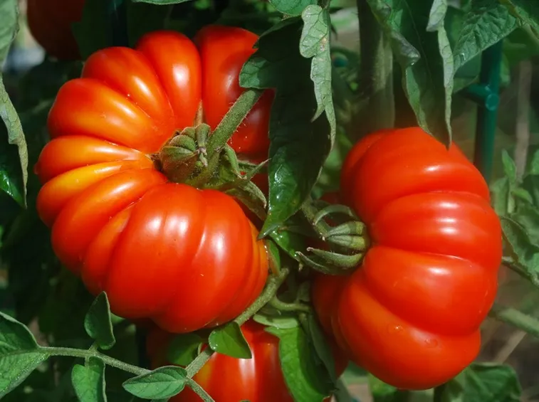 pomodoro costoluto