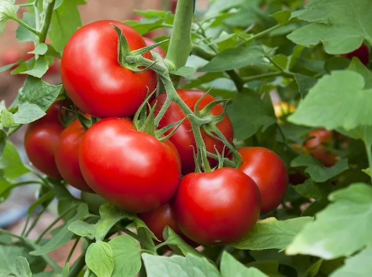 pomodoro tondo