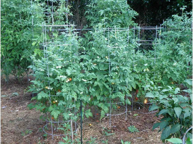 orto di pomodori