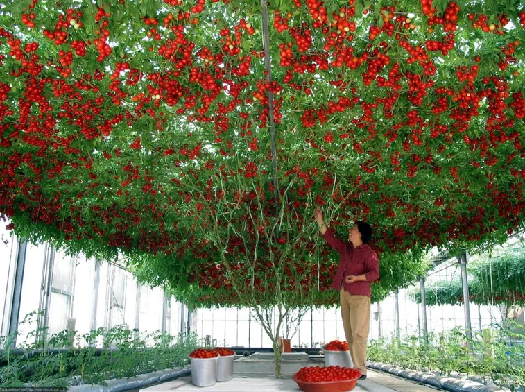 raccolta pomodori