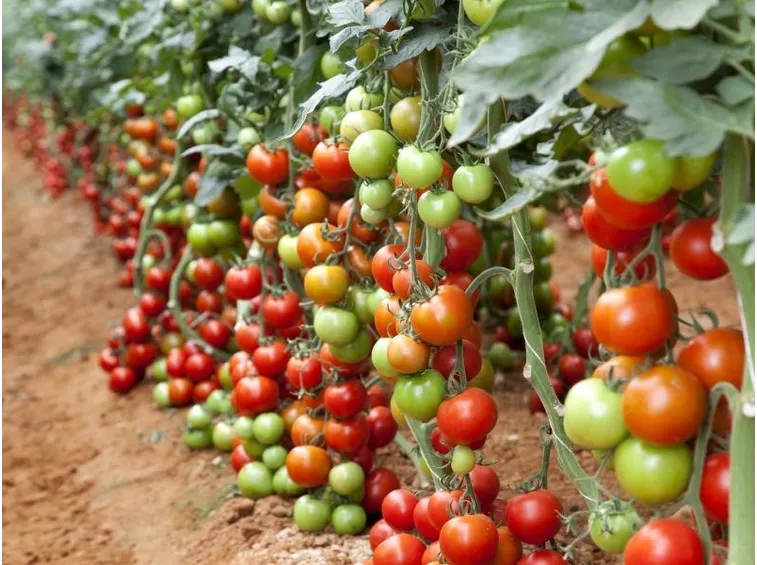 pomodori in serra