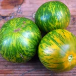 pomodori zebrati