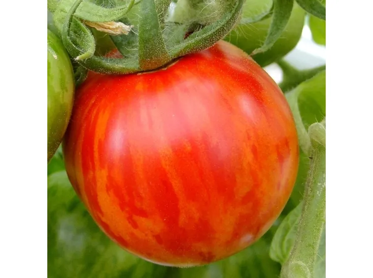red zebra pomodoro