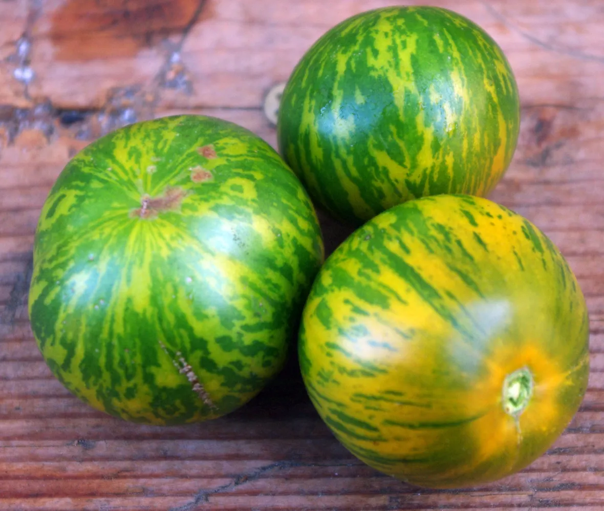 pomodori zebrati